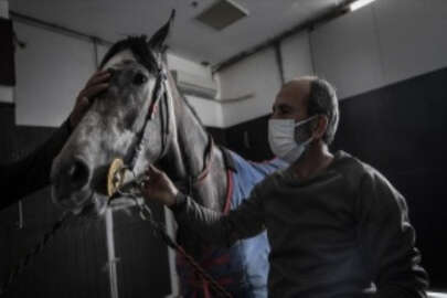 Milyon dolarlık safkan atlar bu hastanede özenle tedavi ediliyor