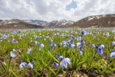 Tunceli'de baharın gelişiyle açan mavi kardelenler doğayı süsledi