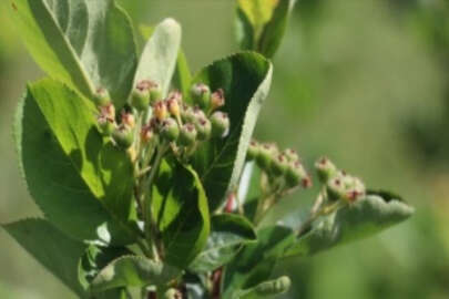 Yalova'da yetiştirilen aronya meyvesine coğrafi işaret
