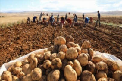 Türkiye'nin patates tohum ihtiyacının yarısından fazlası yerli tohumla karşılanıyor