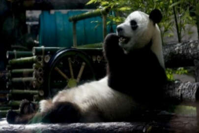 Japonya'da panda ikiz doğurdu