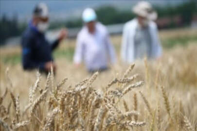 Mısır Araştırma Enstitüsünde geliştirilen tohumlar Türk tarımına güç katıyor