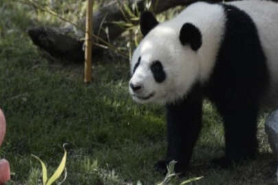 Çin dev pandaların 'tehlike altındaki tür' sınıflandırmasından çıkarıldığını bildirdi