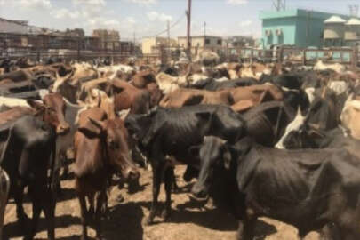 Keşmir'de Kurban Bayramı'nda 'inek, buzağı ve deve' kesilmesi yasaklandı