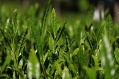 İlk iki sürgünde en yüksek yaş çay alımını gerçekleştiren ÇAYKUR rekor hedefliyor