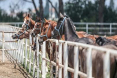 TİGEM 15 safkan elit Arap koşu tayı satacak