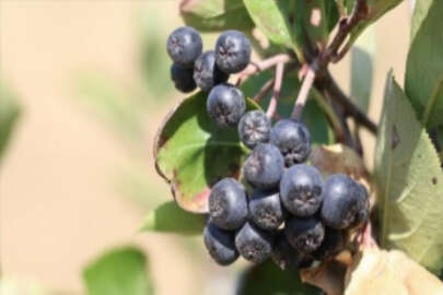Yalova'da 'süper meyve' aronya için hasat etkinliği yapıldı