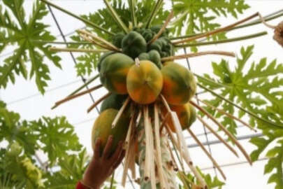 Tropikal meyve üreticilerinin yeni tercihi daha az su isteyen papaya oldu