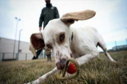 Yerli ırk av köpekleri ilk defa 'dedektör köpek' olarak kullanılacak