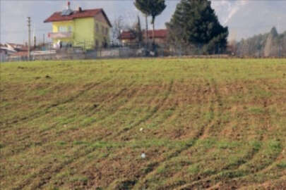 Son yağışlar Karabük'te çiftçinin yüzünü güldürüyor