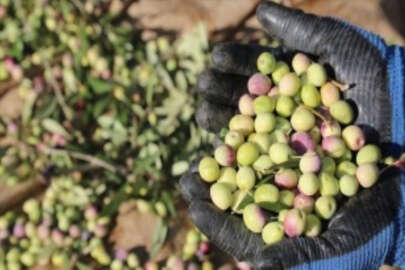 Zeytin ve zeytinyağında 5 yıl içinde 1 milyar dolar ihracat hedefi