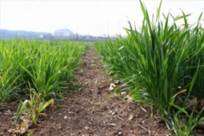 Tekirdağ'da yerli buğday çeşitlerinden yüksek verim elde edildi