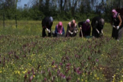Samsun'da özel izinle üretilen salep orkidesinin hasadına başlandı