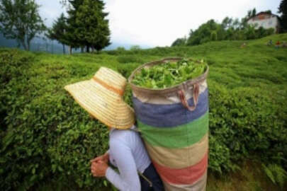 ÇAYKUR 2022 yılı birinci sürgün yaş çay alımlarına başladı