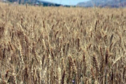Kırıkkale'de arpada 290 bin ton, buğdayda 350 bin ton rekolte bekleniyor