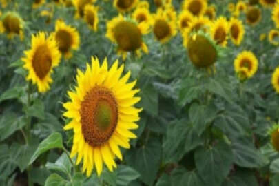 Tarlaları sarıya boyanan Kırklareli'nde 250 bin ton ayçiçeği rekoltesi bekleniyor