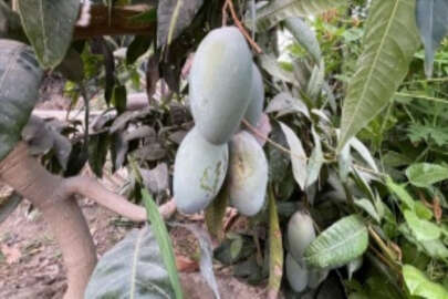 Alanya'da mango üretim alanı 2 yılda 2 kat arttı