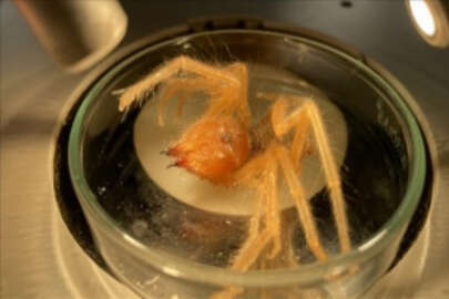 Prof. Dr. Hakan Demir'den örümceğe benzeyen "sarıkız" ısırığı uyarısı