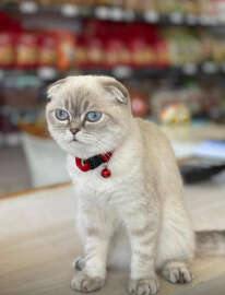 Esenyurt'ta silahlı kedi kavga; yoldan geçen kurye vuruldu