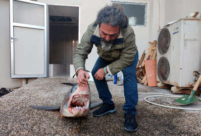 Mersin'de kıyıya vuran nesli tükenme tehlikesi altındaki köpek balığı öldü