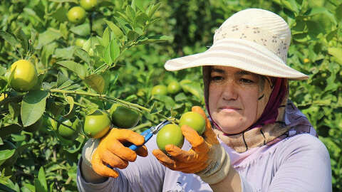 Limon ve portakal 2023'te üreticisini "sevindirdi", zeytin ve Antep fıstığı "üzdü"