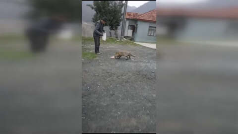 Düzce'de vatandaşların tilkiyi beslemesi cep telefonu kamerasıyla görüntülendi