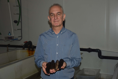 Üretilen 5 bin deniz patlıcanıyla denizlerdeki popülasyona katkı sağlıyorlar