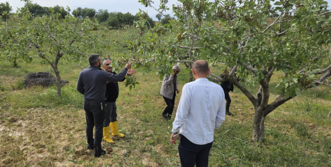 Siirt’te dolu yağışı; sebze ve fıstık bahçeleri zarar gördü