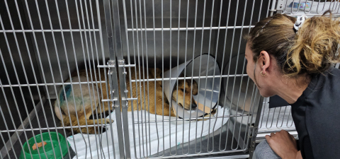 Taksinin çarptığı köpeğin kalça kemiği kırıldı