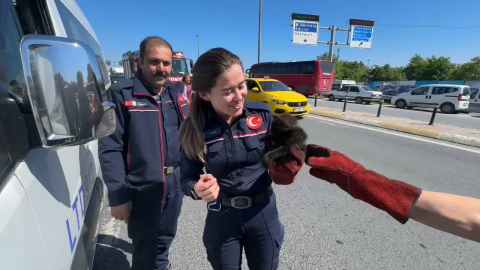 İstanbul - Avcılar’da servis minibüsünde kedi kurtarma operasyonu