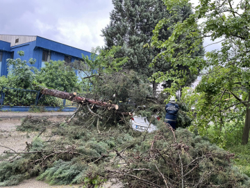 Düzce’de kuvvetli rüzgar; ağaçlar devrildi, 2 araç hasar gördü