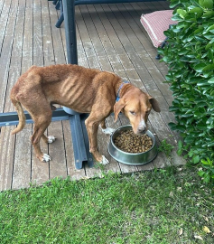 İşkenceye uğramış köpek sahiplendirildi
