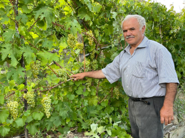 Yeni Yusufeli'de 'nakil bağlar' ilk üzümlerini verdi; hasat başladı