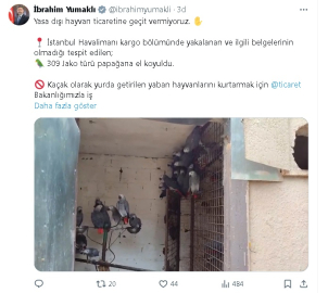 Bakan Yumaklı: İstanbul Havalimanı'nda 309 Jako türü papağana el koyuldu