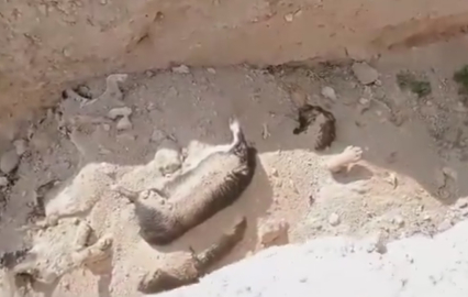 Niğde Belediyesi'nden 'hayvan mezarlığı' açıklaması