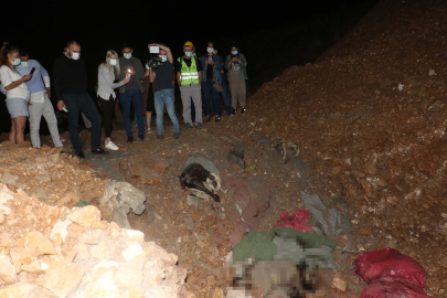 Ankara'da barınak yakınında 11 köpek ölüsü bulundu; soruşturma başlatıldı