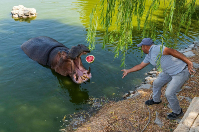 Doğal Yaşam Parkı'ndaki hayvanlar, çiftçinin bağışladığı karpuzları yedi