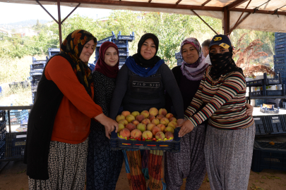 Şeftalide verim yüz güldürüyor