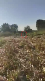 Mısır tarlasına zarar veren ayıyı kovaladı