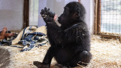 İstanbul Havalimanı'nda yakalanan goril yavrusuna "Zeytin" ismi verildi