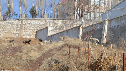 Köpeklerin saldırısında ölen çocuğun komşuları, sokakların güvenli olmasını istiyor