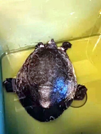 Dalyan Kanalı'nda yaralı caretta caretta bulundu
