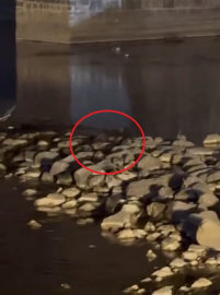 Diyarbakır'da 3 su samuru görüntülendi /Video eklendi
