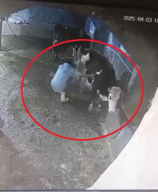 Bakımını yaptığı inek, besiciyi tekmeledi; o anlar kamerada