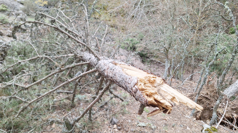 Mudurnu’nun yükseklerinde kar yükünü taşıyamayan binlerce ağaç devrildi
