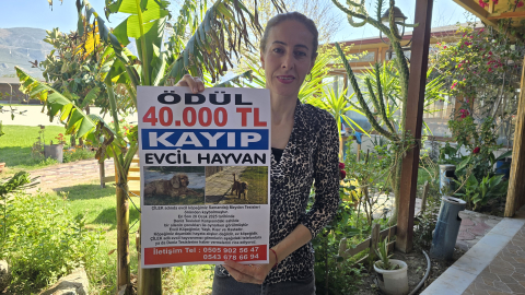 3 aydır kayıp olan köpeği Çilek'i bulana 40 bin lira ödül verecek