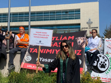 Hayvanseverlerden, AYM önünde 'Hayvanları Koruma Kanunu' nöbeti