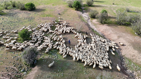 Tunceli'de ‘Şafaklılar’ın 3 bin rakımlı yaylalara yolculuğu başladı