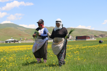 Yüksekova'da kadınların pancar otu toplama mesaisi başladı