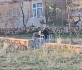 Sivas- Sopalı şiddete uğrayan eşek öldü, hayvanseverler tepkili /Video eklendi